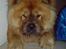 Chow chow Cleo