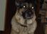 Schæferhund † Rex † R.I.P. †