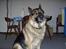 Schæferhund † Rex † R.I.P. †