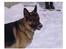 Schæferhund † Rex † R.I.P. †