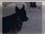 Schæferhund † Rex † R.I.P. †