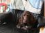 Cocker spaniel nuggi