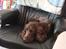 Cocker spaniel nuggi