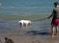 Amerikansk bulldog basse (RIP MIN SKAT)