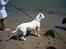 Amerikansk bulldog basse (RIP MIN SKAT)