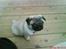 Mops Arnold