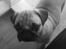 Mops Fiona