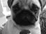 Mops Fiona