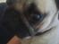 Mops Fiona