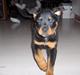 Rottweiler Basse 
