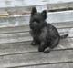 Cairn terrier Mille