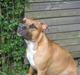 Amerikansk staffordshire terrier Amy