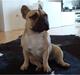 Fransk bulldog Luna