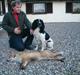 Field Trial spaniel Ricko