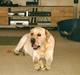 Labrador retriever Tiggo    R.I.P