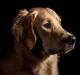 Golden retriever Dumle