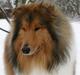 Collie langhåret ADIOR C'EST SI BON