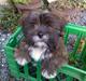 Lhasa apso sweet sa-li-ma's Gizmo
