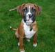 Boxer Ronja