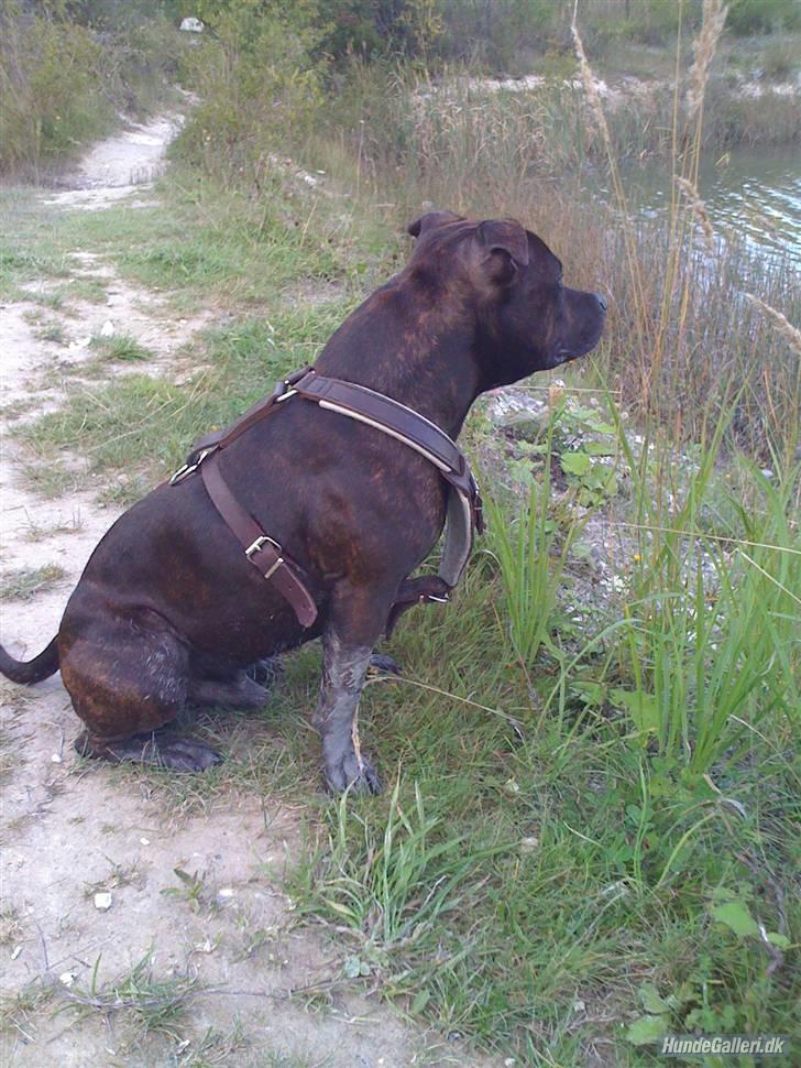 Staffordshire bull terrier Chico** billede 4