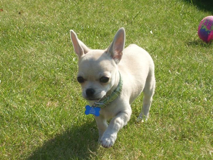 Chihuahua Chilli billede 3