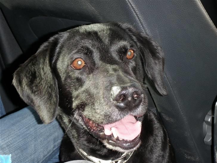 Labrador retriever Zenta - HEJ!!!!!! billede 13