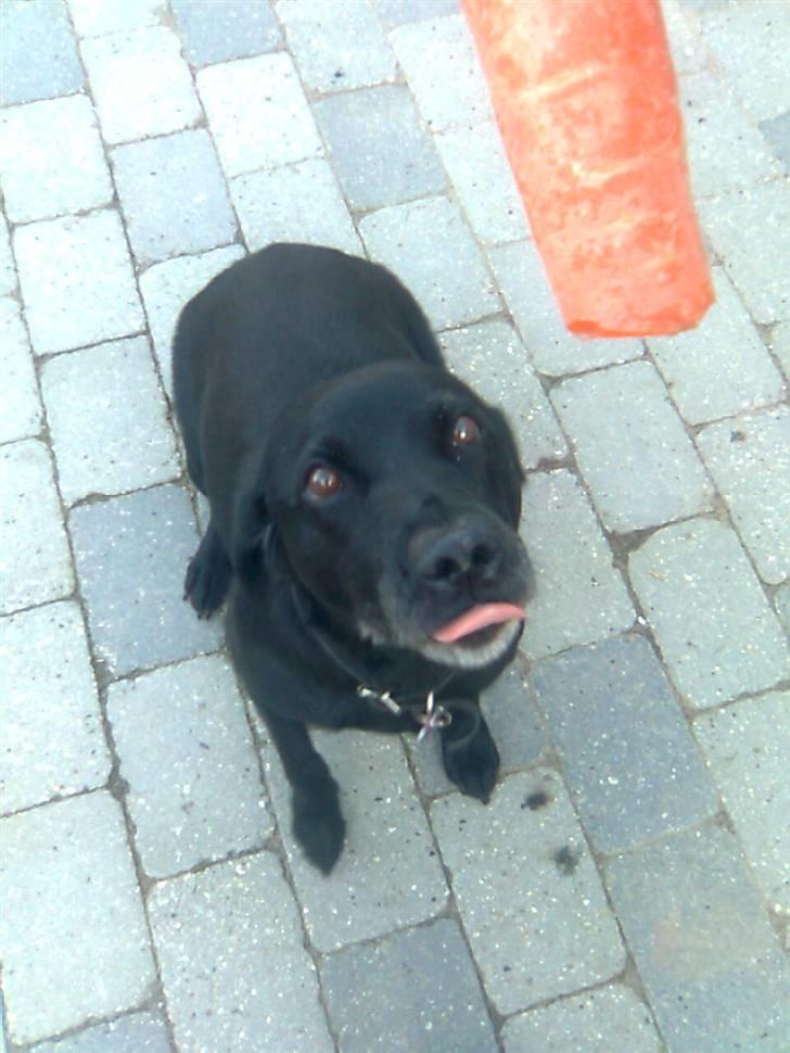 Labrador retriever Zenta - dig ska jeg bare ha billede 14