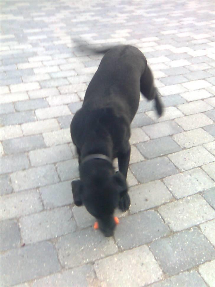 Labrador retriever Zenta - fik dig billede 15