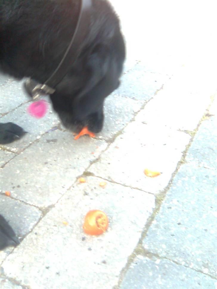 Labrador retriever Zenta - mmmhh og du smager godt nok godt billede 16