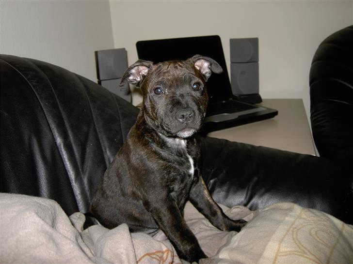 Staffordshire bull terrier Chico** billede 9