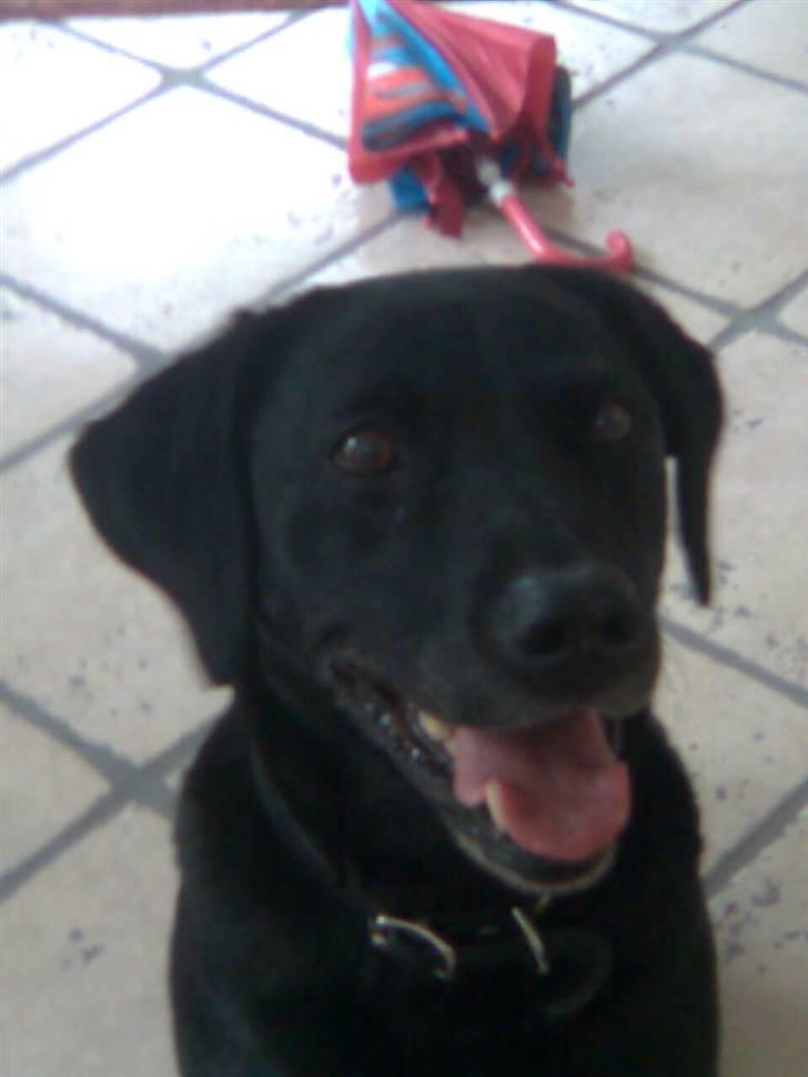 Labrador retriever Zenta - jeg kan høre noget billede 17