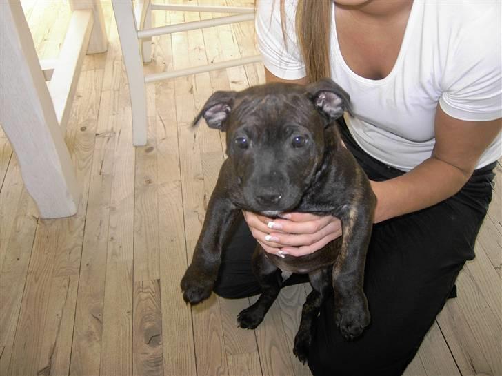 Staffordshire bull terrier Chico** billede 11