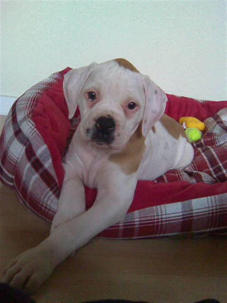 Amerikansk bulldog Trunte - Så nuttet :D billede 13