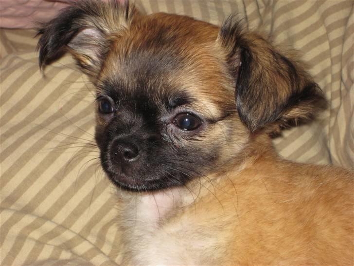 Chihuahua Cato billede 3