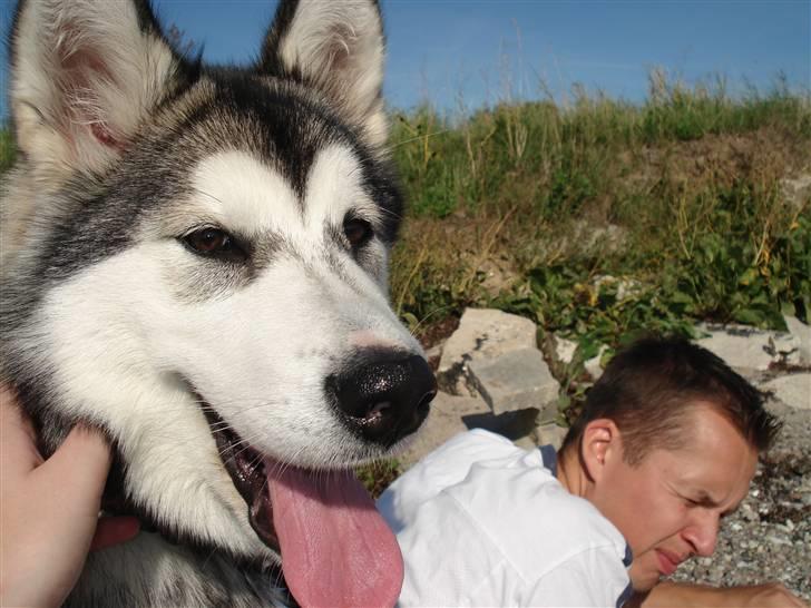 Alaskan malamute Venus R.I.P 29/11-'10 - Venus på stranden ca. 22 uger. billede 12