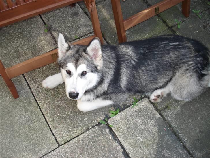 Alaskan malamute Venus R.I.P 29/11-'10 - Venus pigen 22 uger. billede 13