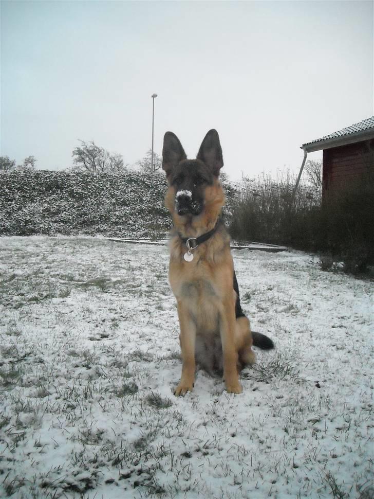 Schæferhund Falkøens Ø-Bjørk - 17) NYYT(: Foto Mig billede 17