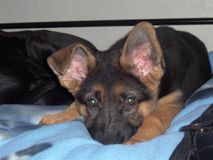 Schæferhund Falkøens Ø-Bjørk - 18) Bjørk som hvalp <3 Foto: Mig billede 18