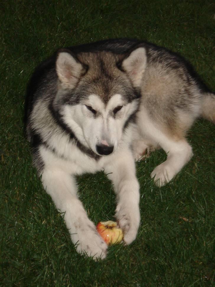 Alaskan malamute Venus R.I.P 29/11-'10 - Venus der er i gang med æblerne - som hun elsker!! billede 14