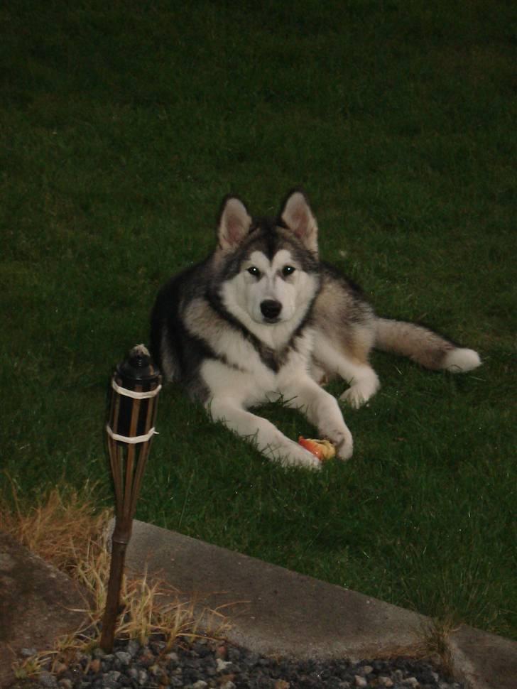 Alaskan malamute Venus R.I.P 29/11-'10 - Kønnere mutte, skal man lede længe efter! billede 15