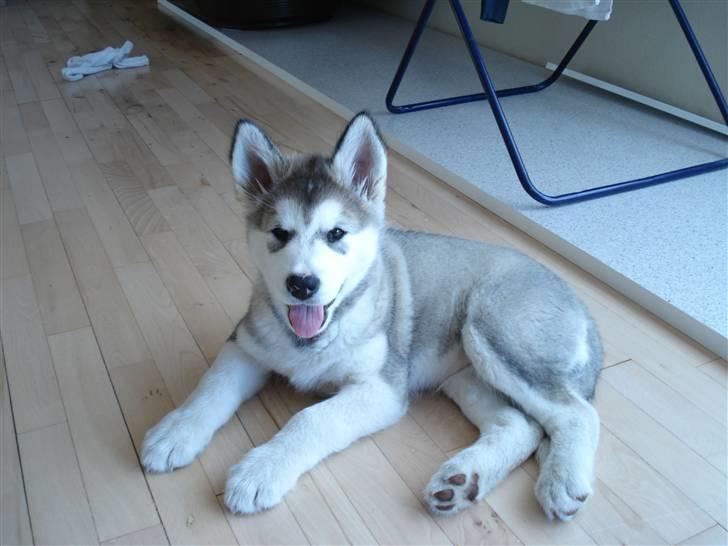 Alaskan malamute Venus R.I.P 29/11-'10 - Venus pigen 8 uger. billede 16