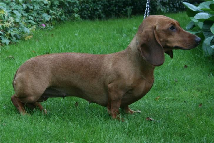 Gravhund Stovdalen´s Bianca (Ronja - August 2008: Ronja har lige opnået Excelent 1 + Res. Cacib i Vejen billede 1