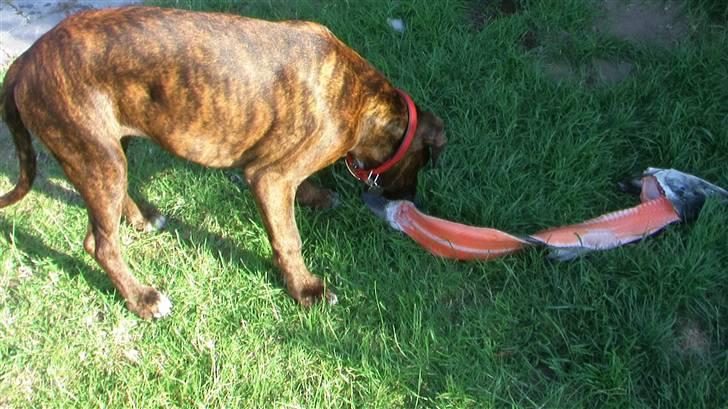 Boxer Mathilde - hvad f..... gør jeg lige ved sådan en svend? billede 14