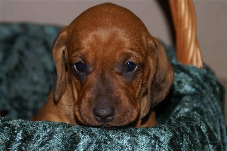 Gravhund Stovdalen´s Bianca (Ronja - 5 uger gammel - et kig ud i verden billede 2