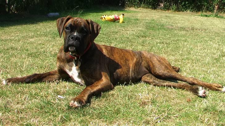 Boxer Mathilde - sol prinsessen er klar til audiens billede 15