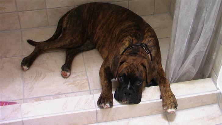 Boxer Mathilde - godt far blev færdig med det badeværelse, så jeg kan finde kulde i sommervarmen billede 16