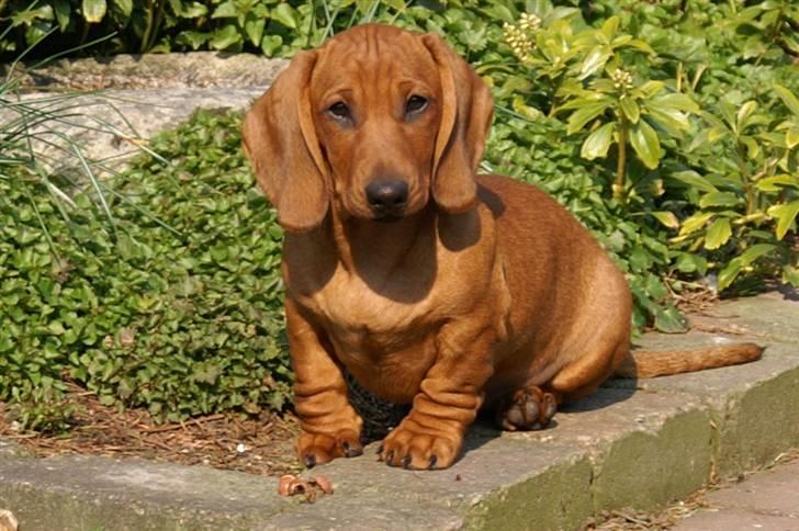 Gravhund Stovdalen´s Bianca (Ronja - Ronja 4 mdr. gammel nyder solen i haven billede 3