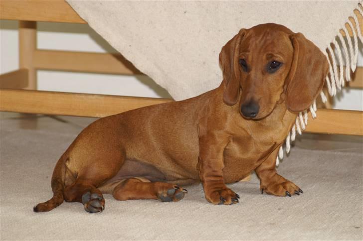 Gravhund Stovdalen´s Bianca (Ronja - 5 mdr. gammel - Ronja nyder gulvvarmen i udestuen billede 4