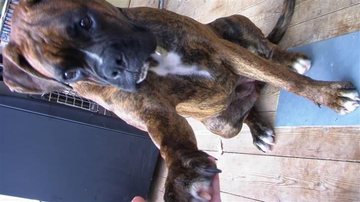 Boxer Mathilde - "pote" siger du, men hvor er godbidden? billede 17