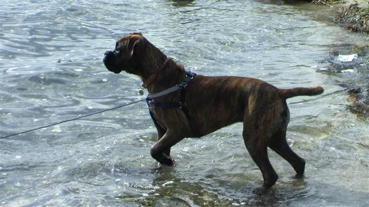 Boxer Mathilde - må jeg ikke godt tage den måge? den er jo lige der... billede 18